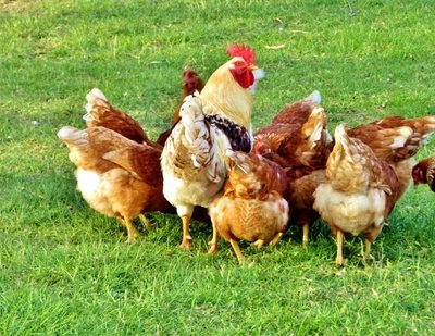 高温对鸡的危害，你知多少？