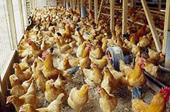 中兽药对家禽养殖的特殊作用