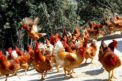 如何使鸡群的免疫达到最佳效果？！