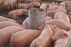 猪场猪群发生气喘病时的表现症状及预防措施