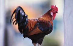 鸡群慢性呼吸道疾病，应该用哪些方法可以起到