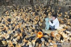 夏季梅雨季节鸡群的管理要点及注意事项