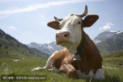肥牛养殖过程中存在的问题，以及解决的方法。