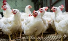 夏季高发鸡禽流感有什么症状？鸡禽流感怎么防