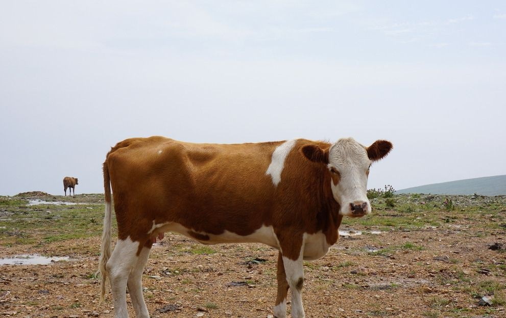 肥牛养殖过程中存在的问题，应该如何进行解决？